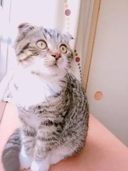 kureha 様のお迎えした子猫