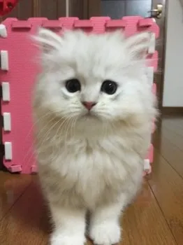 トピィのママ 様のお迎えした子猫