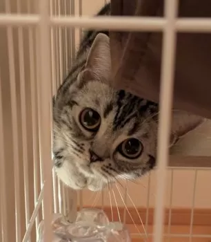 M.O 様のお迎えした子猫