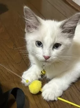 松子 様のお迎えした子猫