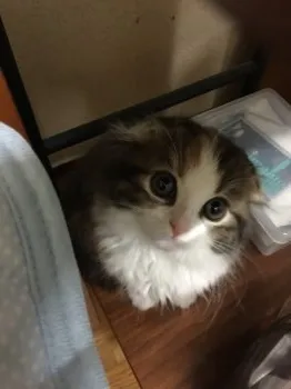 ハルコ 様のお迎えした子猫