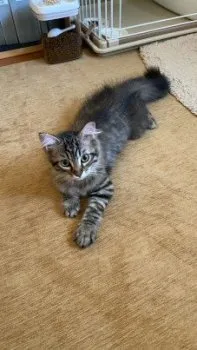 H.S 様のお迎えした子猫