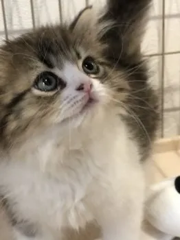 ハル 様のお迎えした子猫