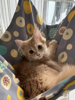 M.K 様のお迎えした子猫