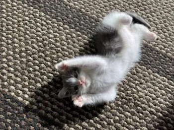 KEI 様のお迎えした子猫