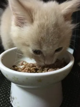 レナリリちゃん 様のお迎えした子猫