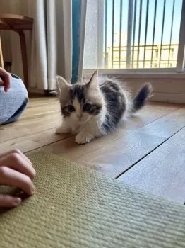 S.O 様のお迎えした子猫