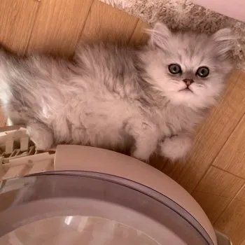 ♡♡ 様のお迎えした子猫