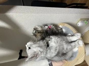 Ken 様のお迎えした子猫