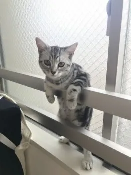 桑原 様のお迎えした子猫