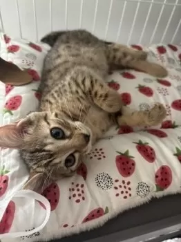 N 様のお迎えした子猫