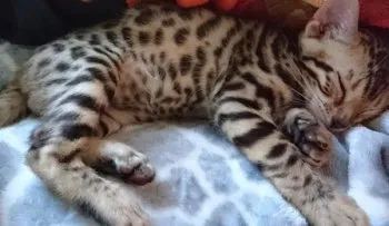 miya 様のお迎えした子猫