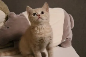 O 様のお迎えした子猫