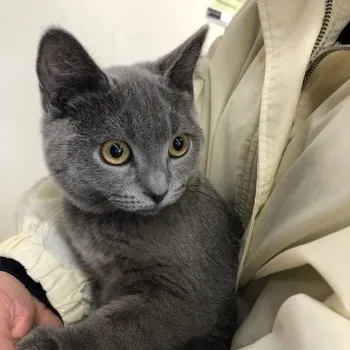 のりこー 様のお迎えした子猫
