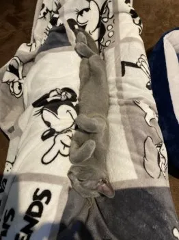 chi-ro03 様のお迎えした子猫