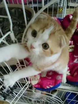 茶太郎jr. 様のお迎えした子猫