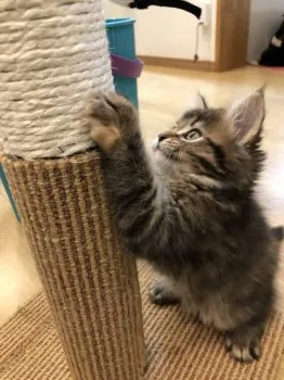 ななはちじゅう 様のお迎えした子猫