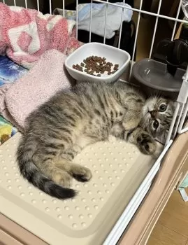 akane 様のお迎えした子猫