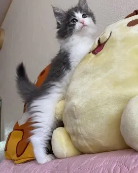 キャサリン 様のお迎えした子猫