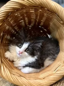A.K 様のお迎えした子猫