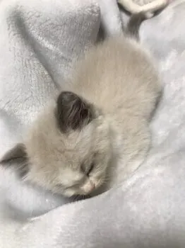 オオツカ 様のお迎えした子猫