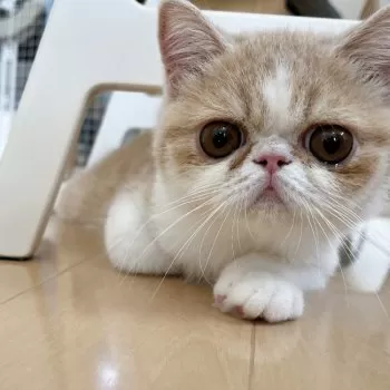 まろん 様のお迎えした子猫