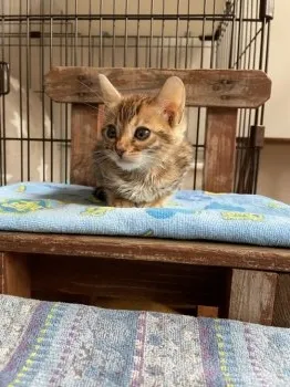 S.M 様のお迎えした子猫