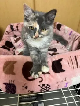 annachan 様のお迎えした子猫