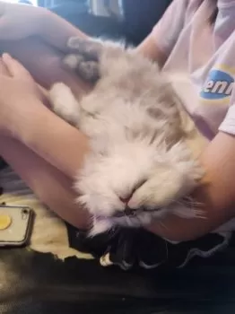 ツトム 様のお迎えした子猫