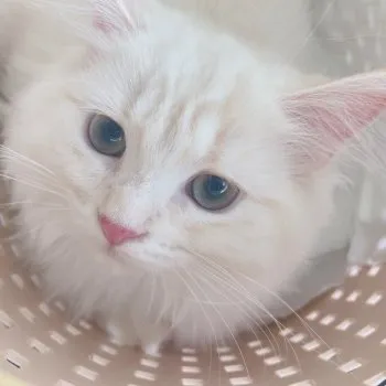 reiko 様のお迎えした子猫