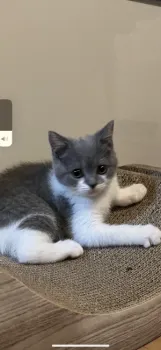 ゆき 様のお迎えした子猫