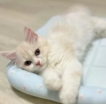 C.T 様のお迎えした子猫