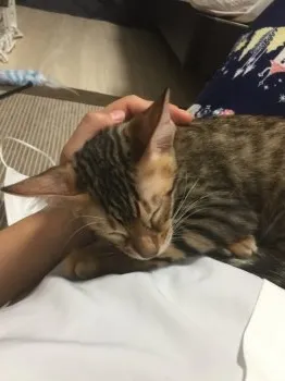 はるか 様のお迎えした子猫