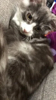 N.T 様のお迎えした子猫