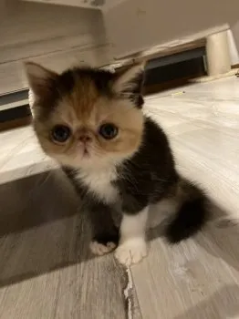 MN 様のお迎えした子猫