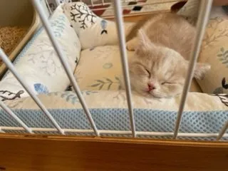 K.A 様のお迎えした子猫