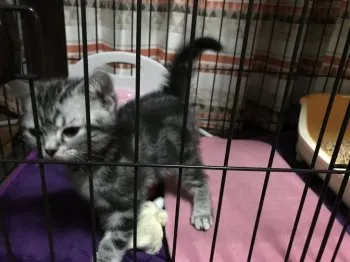 ヒロ 様のお迎えした子猫