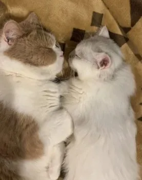Y.Ｉ 様のお迎えした子猫