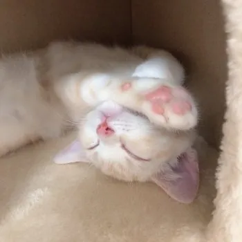 yuki 様のお迎えした子猫