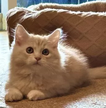 T・M 様のお迎えした子猫