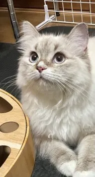 YK 様のお迎えした子猫