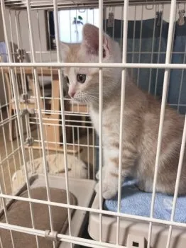 ポン太 様のお迎えした子猫
