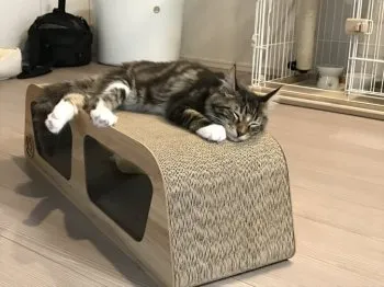 茶々丸くん 様のお迎えした子猫