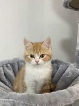 Y.N 様のお迎えした子猫