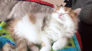 まるちゃんファミリー 様のお迎えした子猫