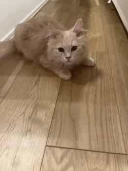 M.O 様のお迎えした子猫