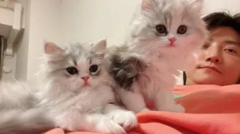JY.Lee 様のお迎えした子猫