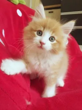 テオくん 様のお迎えした子猫