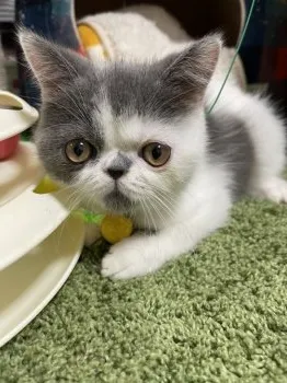 も 様のお迎えした子猫