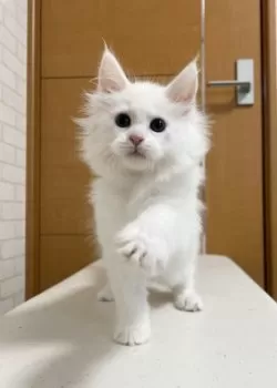 T.K 様のお迎えした子猫